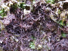 Chondracanthus acicularis