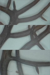 Chondracanthus acicularis