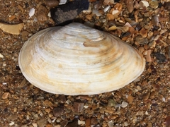 Mya arenaria
