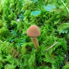 Cystoderma