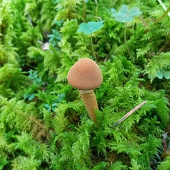 Cystoderma
