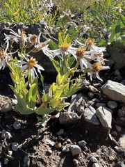 Eucephalus engelmannii