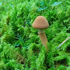 Cystoderma