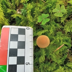 Cystoderma