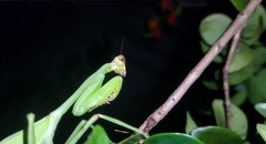 Stagmatoptera