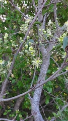 Clematis montevidensis