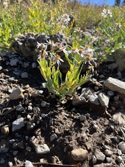 Eucephalus engelmannii