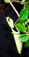 Stagmatoptera