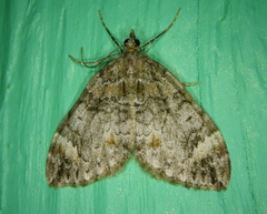 Dysstroma citrata