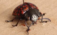 Platyphora rubropunctata