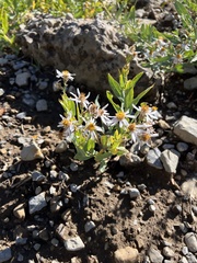 Eucephalus engelmannii