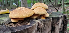 Gymnopilus luteus