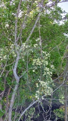 Clematis montevidensis