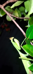 Stagmatoptera