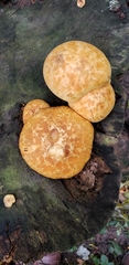 Gymnopilus luteus