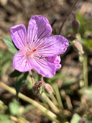 Geranium viscosissimum