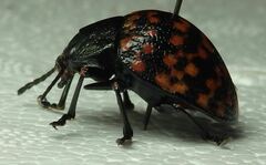 Platyphora rubropunctata