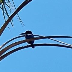 Todiramphus macleayii macleayii