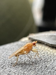 Lonchoptera bifurcata