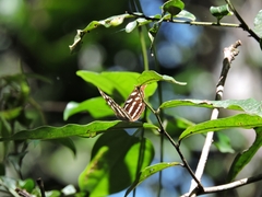 Catonephele acontius