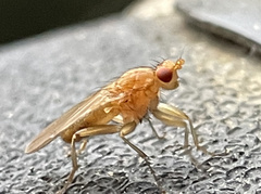 Lonchoptera bifurcata