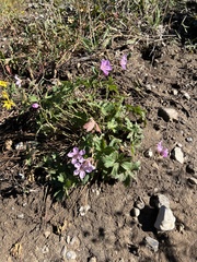Geranium viscosissimum