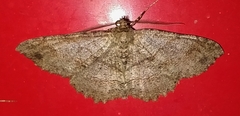 Melanolophia
