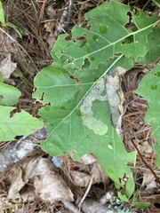 Stigmella quercipulchella