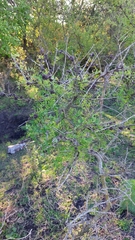 Geoffroea decorticans