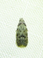 Taygete attributella