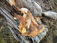 Laetiporus conifericola