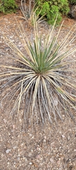 Yucca angustissima