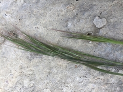 Bromus sterilis