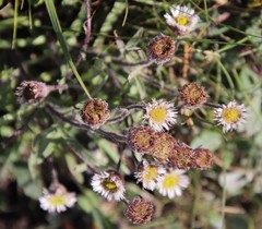 Erigeron borealis