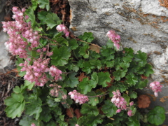 Heuchera