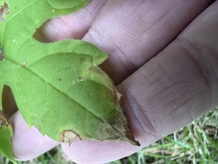 Vitis aestivalis