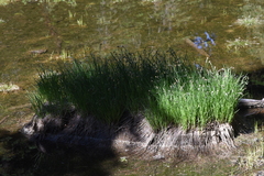Carex spectabilis