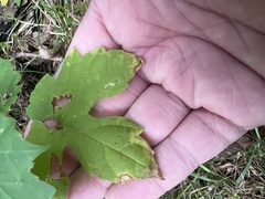 Vitis aestivalis