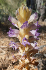 Phelipanche arenaria