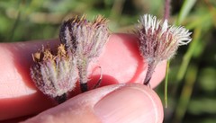 Erigeron borealis