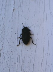 Asiopus minimus