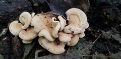 Panellus
