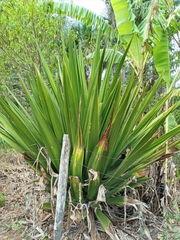 Furcraea foetida