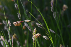 Carex spectabilis