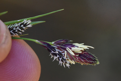 Carex spectabilis
