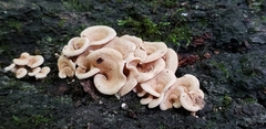 Panellus