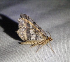 Macaria multilineata