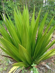 Furcraea foetida
