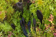 Trichoglossum