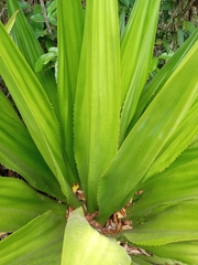 Furcraea foetida